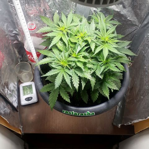 Critical 420 auto growlog timeline photo