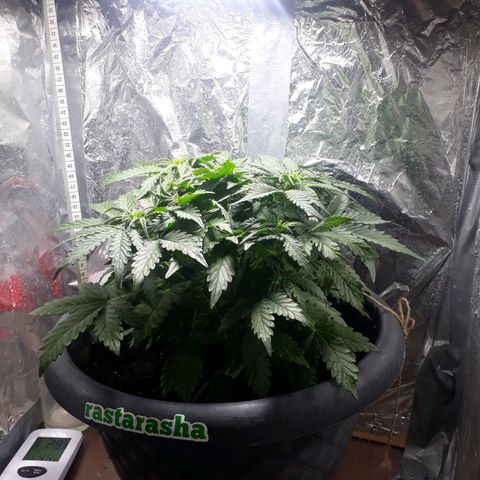 Critical 420 auto growlog timeline photo