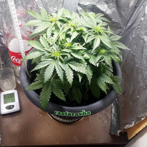 Critical 420 auto growlog timeline photo
