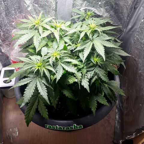Critical 420 auto growlog timeline photo