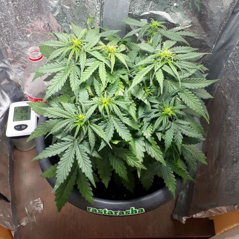 Critical 420 auto growlog timeline photo