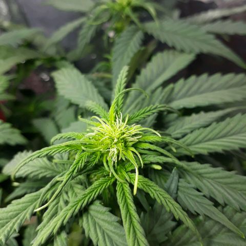 Critical 420 auto growlog timeline photo