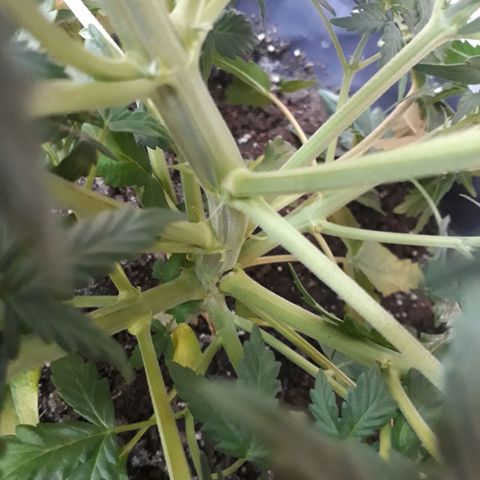 Critical 420 auto growlog timeline photo