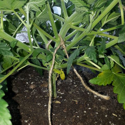 Critical 420 auto growlog timeline photo