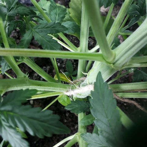 Critical 420 auto growlog timeline photo