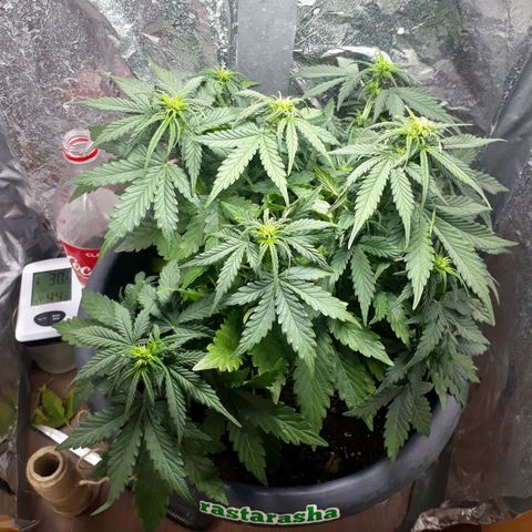 Critical 420 auto growlog timeline photo