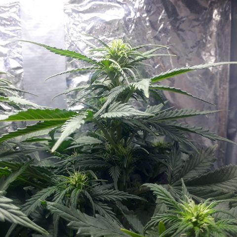 Critical 420 auto growlog timeline photo