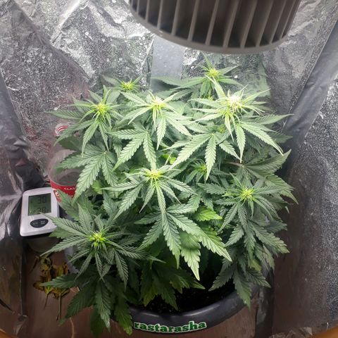 Critical 420 auto growlog timeline photo