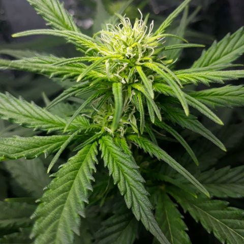 Critical 420 auto growlog timeline photo