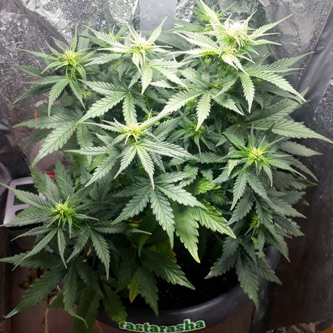 Critical 420 auto growlog timeline photo