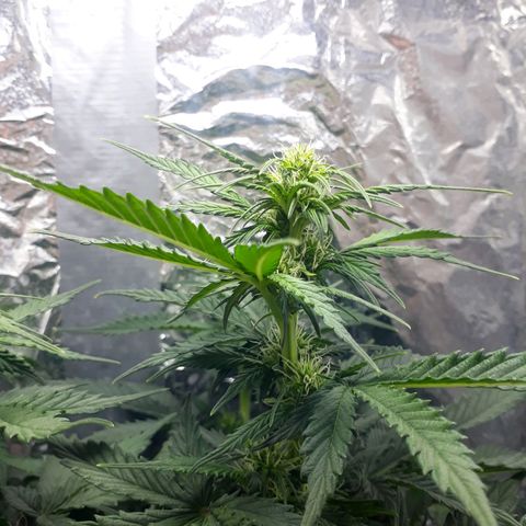 Critical 420 auto growlog timeline photo
