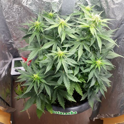 Critical 420 auto growlog timeline photo