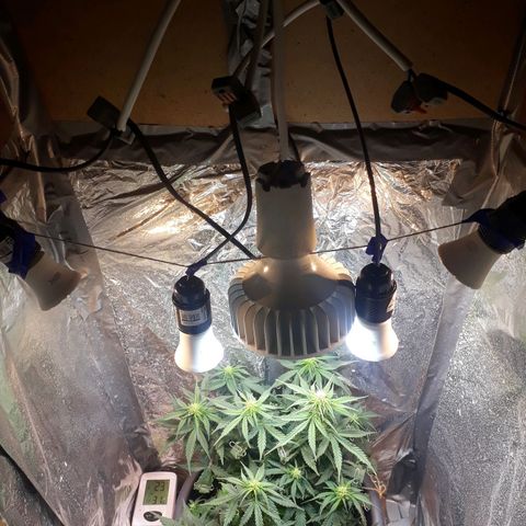 Critical 420 auto growlog timeline photo