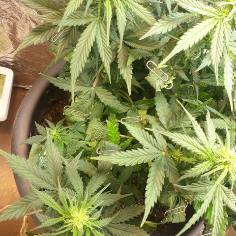 Critical 420 auto growlog timeline photo