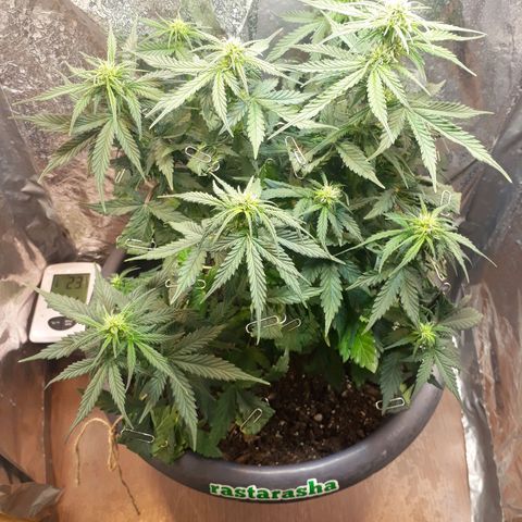 Critical 420 auto growlog timeline photo