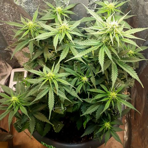 Critical 420 auto growlog timeline photo