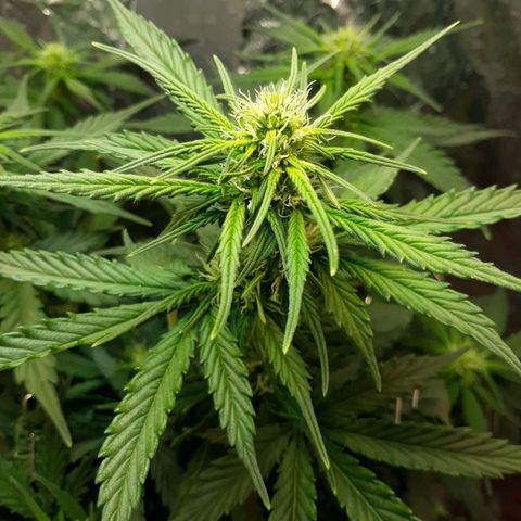 Critical 420 auto growlog timeline photo