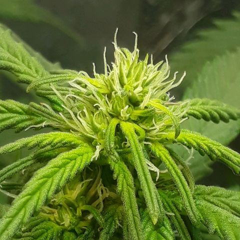 Critical 420 auto growlog timeline photo