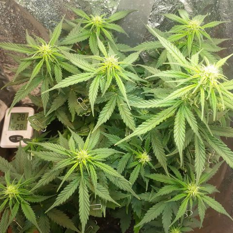 Critical 420 auto growlog timeline photo