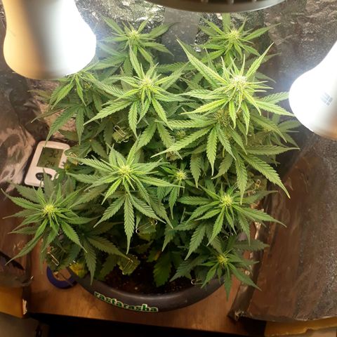 Critical 420 auto growlog timeline photo
