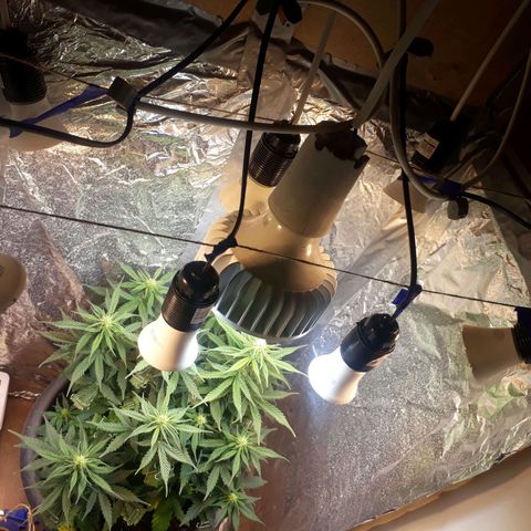 Critical 420 auto growlog timeline photo