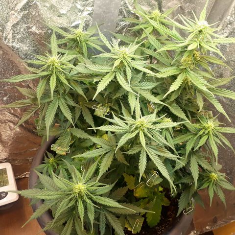Critical 420 auto growlog timeline photo
