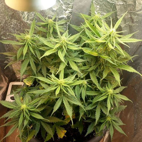 Critical 420 auto growlog timeline photo