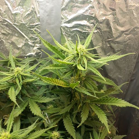 Critical 420 auto growlog timeline photo