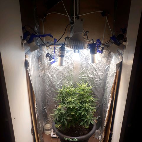 Critical 420 auto growlog timeline photo