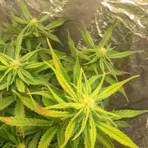 Critical 420 auto growlog timeline photo