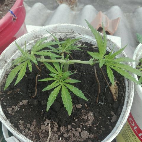 Morada angel growlog timeline photo