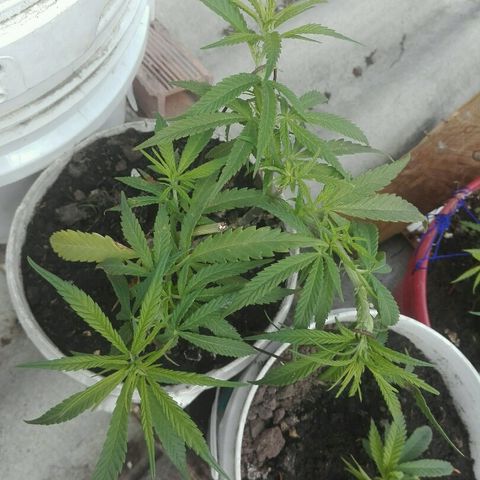 Clara growlog timeline photo