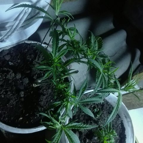 Clara growlog timeline photo