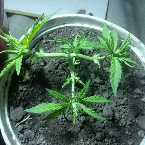 Morada angel growlog timeline photo
