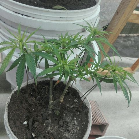 Clara growlog timeline photo