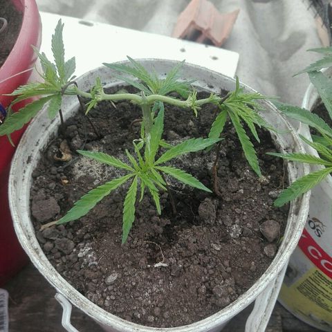 Morada angel growlog timeline photo