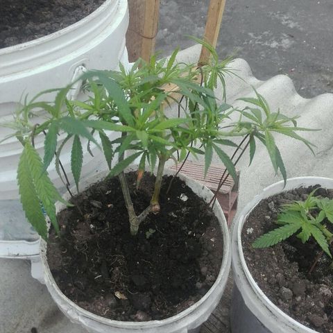 Clara growlog timeline photo