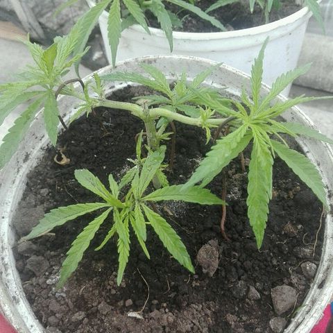 Morada angel growlog timeline photo
