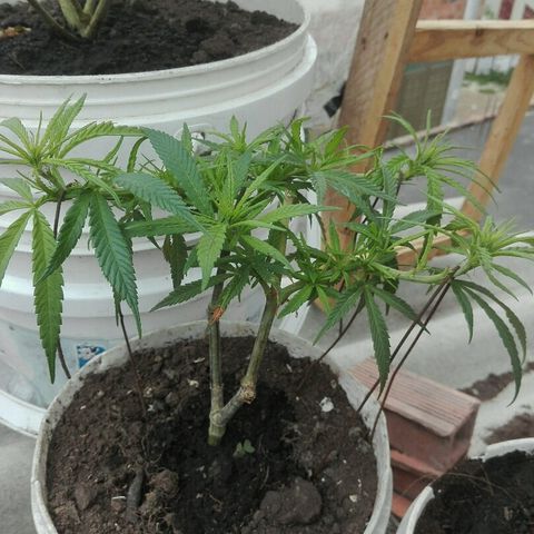 Clara growlog timeline photo