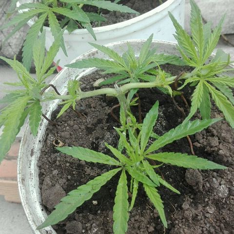Morada angel growlog timeline photo