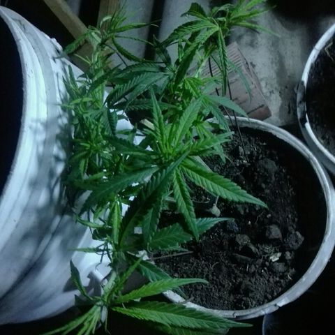 Clara growlog timeline photo