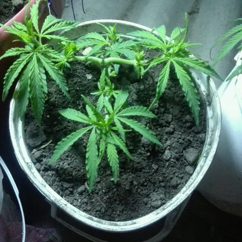 Morada angel growlog timeline photo