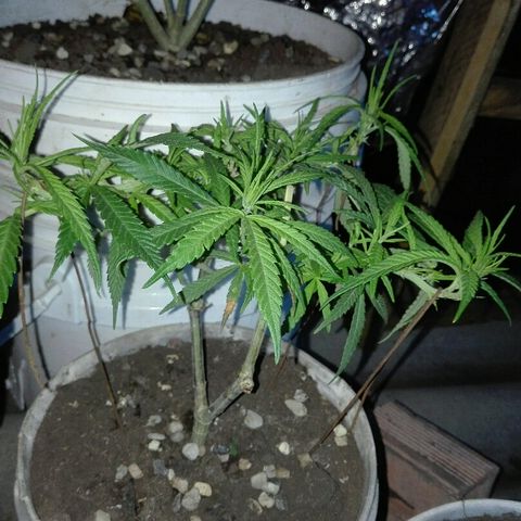 Clara growlog timeline photo