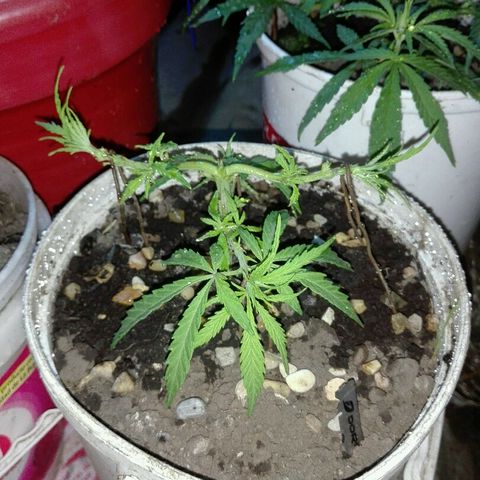 Morada angel growlog timeline photo