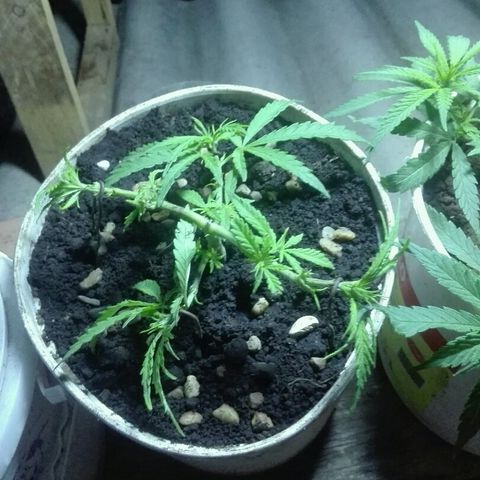 Morada angel growlog timeline photo