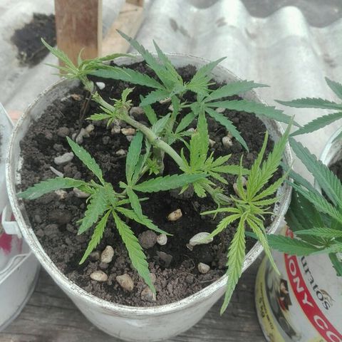 Morada angel growlog timeline photo