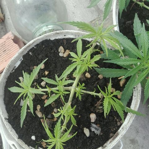 Morada angel growlog timeline photo