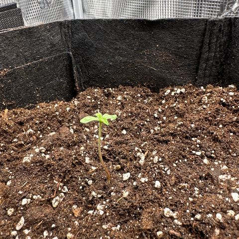 Big Bud  growlog timeline photo