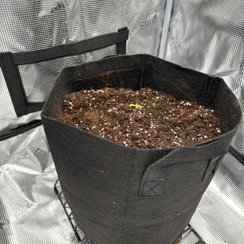 Big Bud  growlog timeline photo