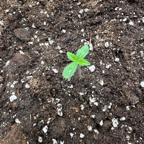 Big Bud  growlog timeline photo